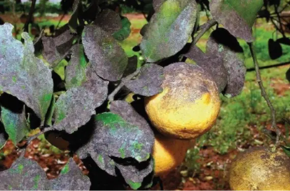 Immagine di foglie con insetto nocivo Immagine di foglie con insetto nocivo