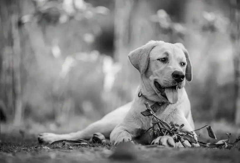 immagine di un cane