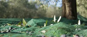 olive sopra la rete di raccolta