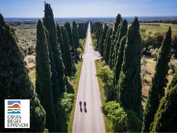 immagine del viale di bolgheri