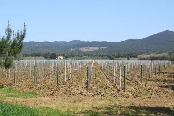 immagine della campagna