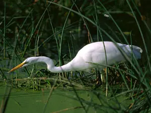 particolare dell'oasi - airone