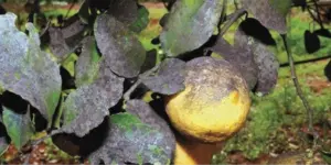 Sviluppo di fumaggine su Agrumi a seguito di attacco di A. spiniferus